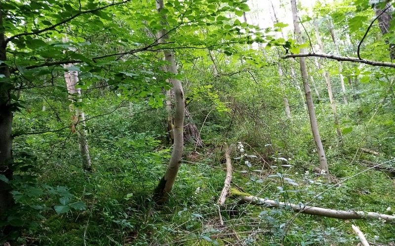 Ehem. landwirtschaftliches Anwesen mit Waldfläche/Grünland in Marlach - Bild 3