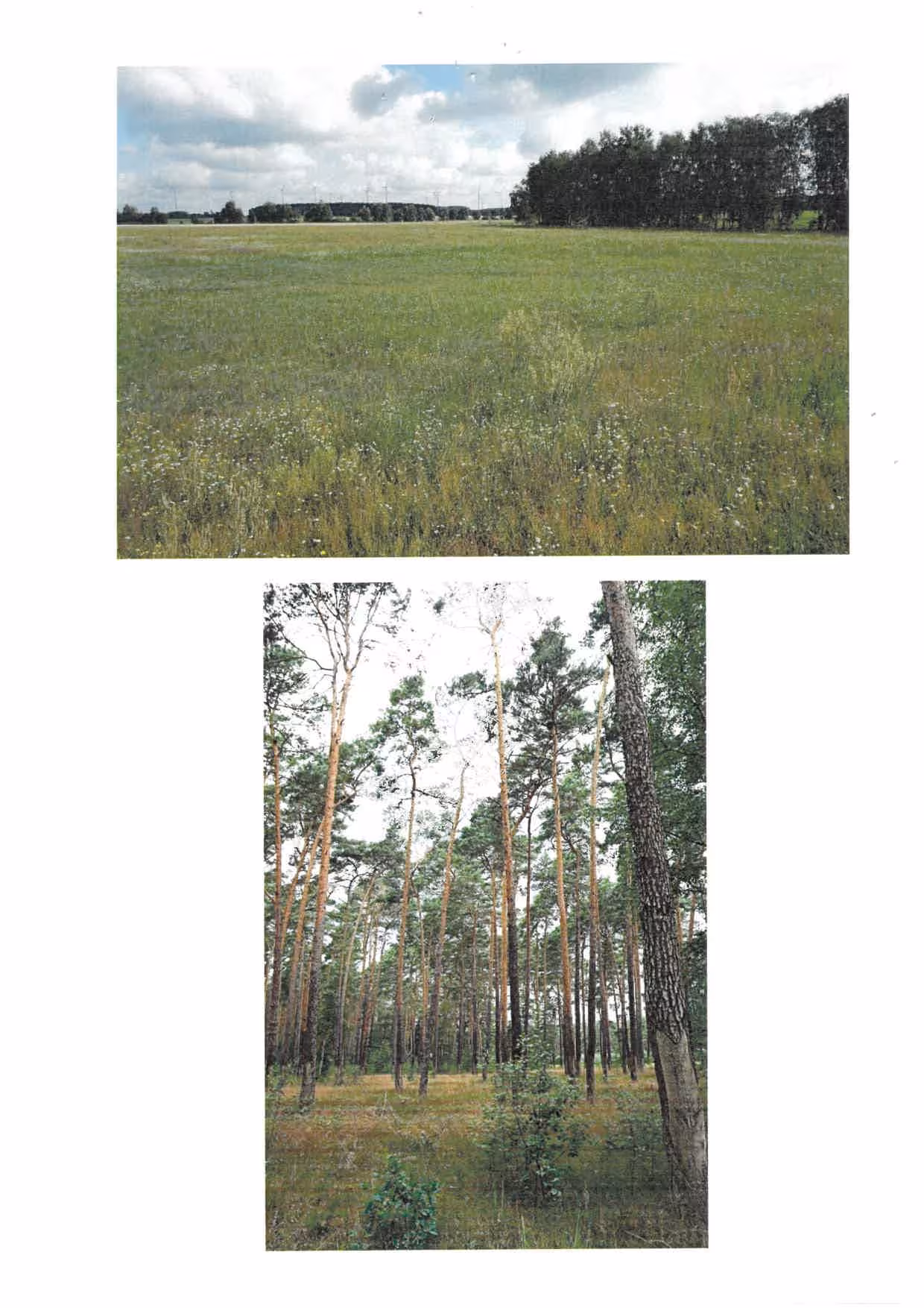 land- und forstwirtschaftlich genutztes Grundstück in Caminchen - Bild 1