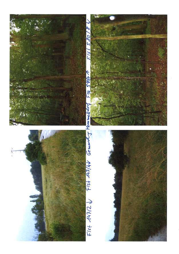 Waldfläche/Grünland in Memmelsdorf - Bild 4