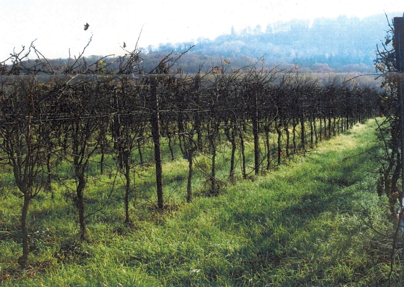 Rebfläche in Leingarten - Bild 3