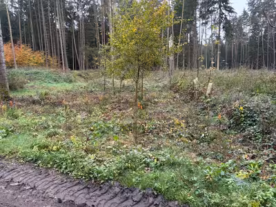 Waldfläche in Gemarkung Oberschambach FlSt. 1156, 93345 Hausen - Bild 2