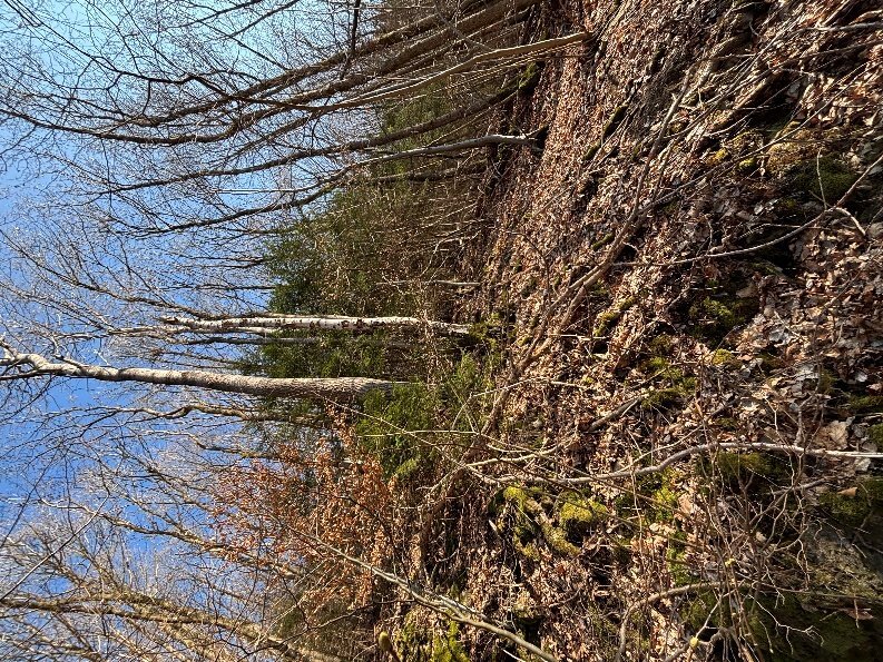 land- und forstwirtschaftlich genutztes Grundstück in Werdohl - Bild 4