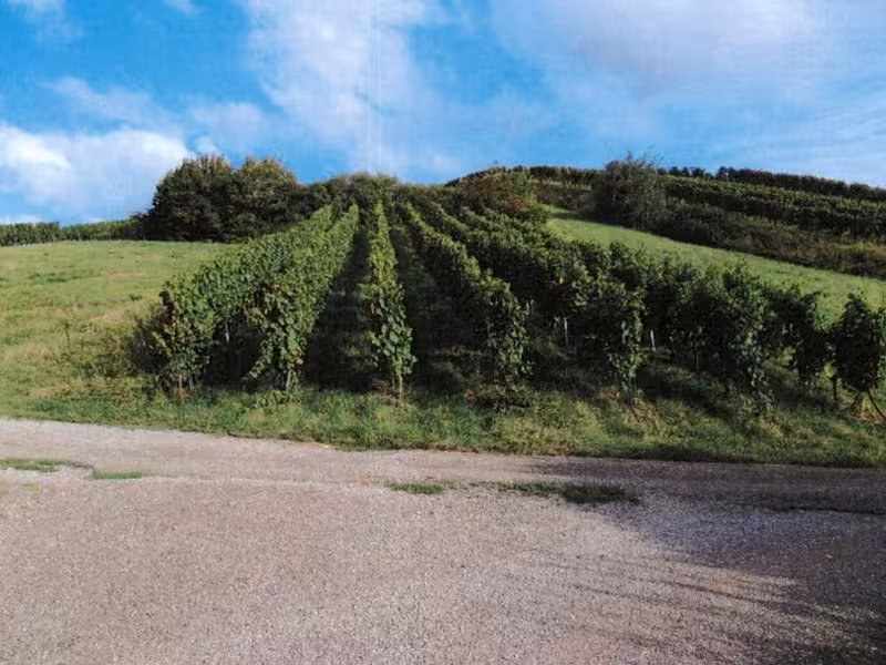 Weinbergflächen in Löwenstein - Bild 2