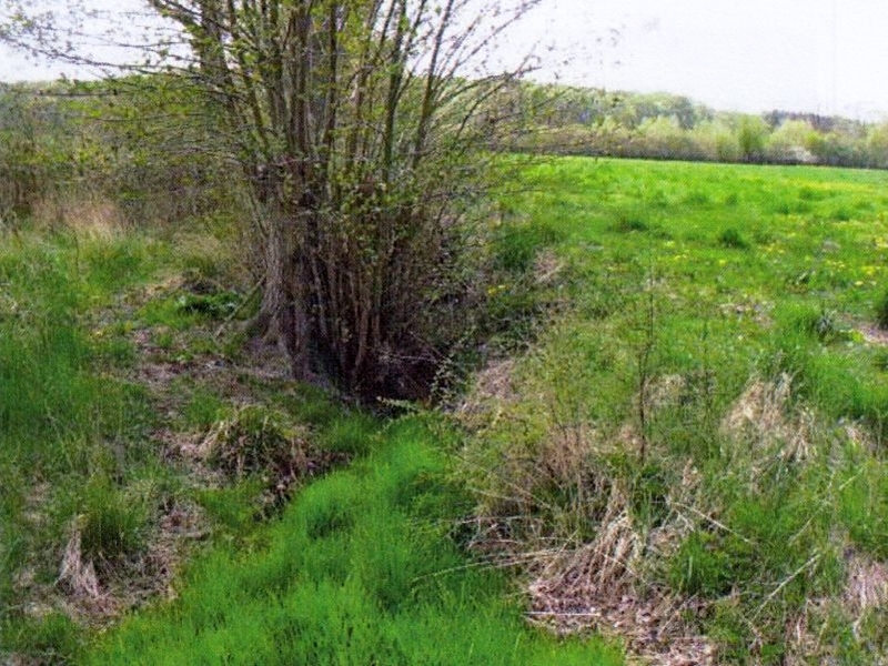 Grünland in Groß Boden - Bild 2