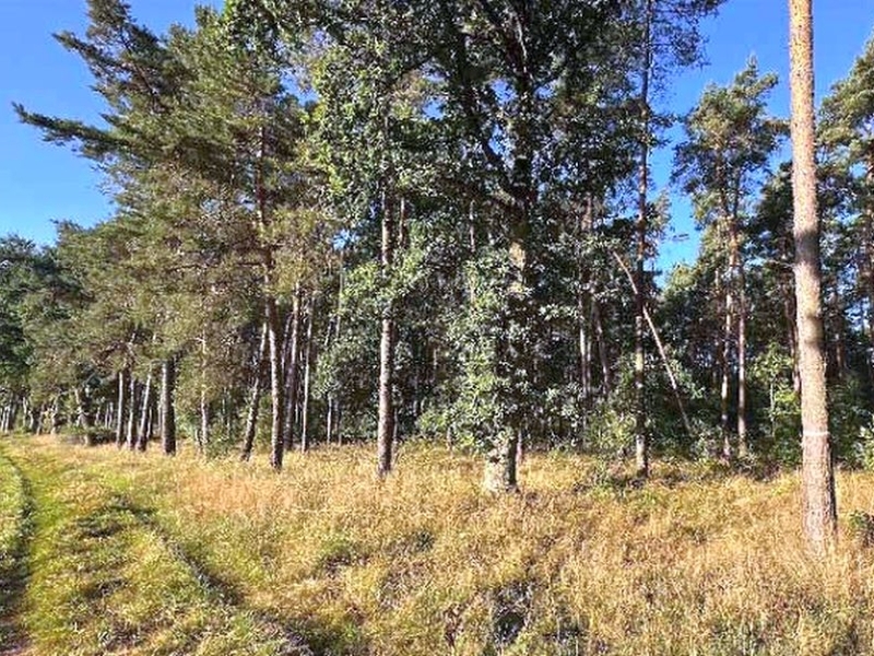 Waldfläche in Gumtow - Bild 1
