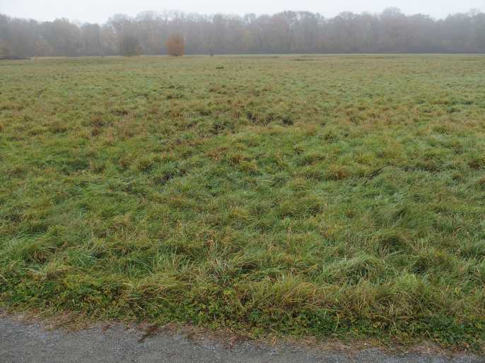 Ackerländer und Grünfläche (Wiese) in Frankfurt am Main - Bild 2