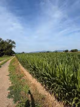 unbebautes Grundstück in Fürth - Bild 2