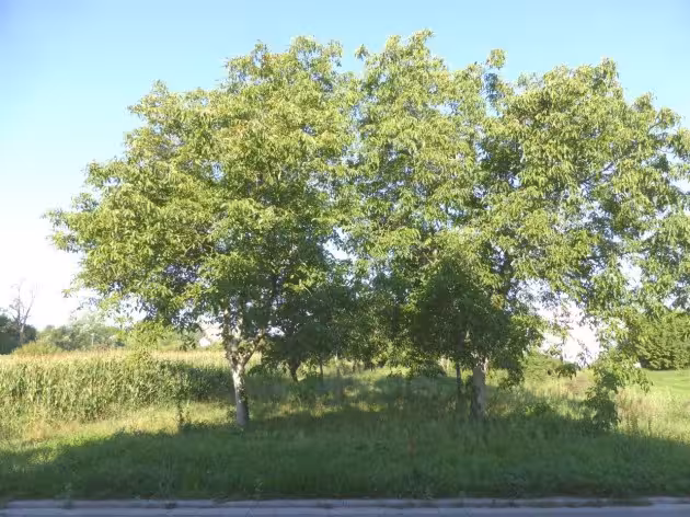unbebautes Grundstück in Berg - Bild 1