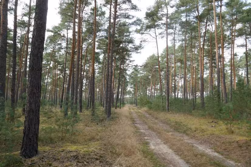 Wald in Berg - Bild 12