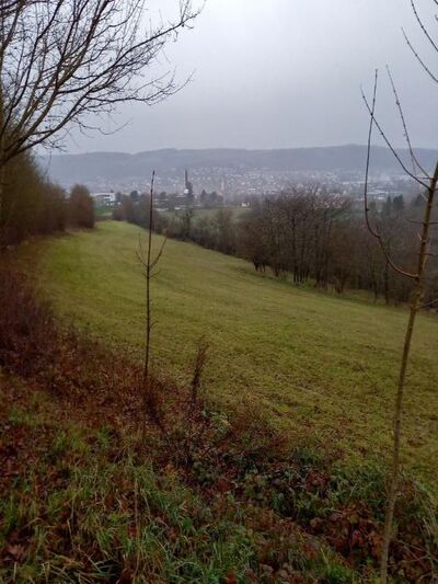 Grünland in Unterer Büchelberg, 97941 Tauberbischofsheim - Bild 1