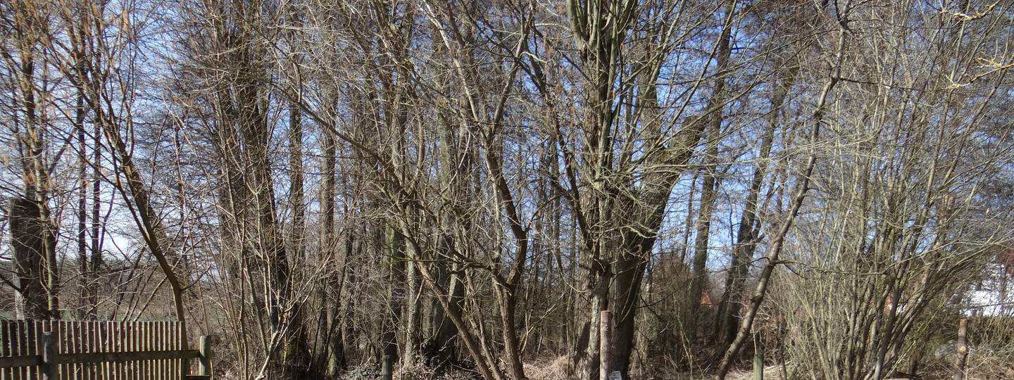 Sonstiges, Waldfläche in Willmars - Bild 4