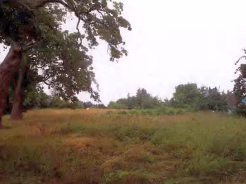 Brachfläche in Buggenhagen - Bild 1