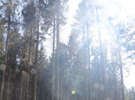 land- und forstwirtschaftlich genutztes Grundstück in Schönsee - Bild 2