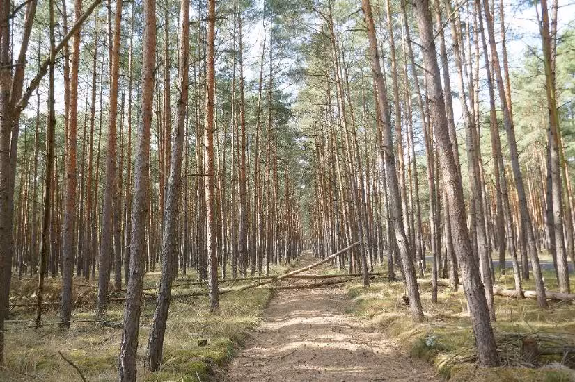 Wald in Berg - Bild 13