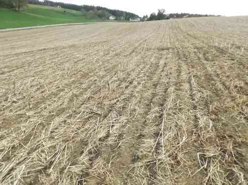 land- und forstwirtschaftlich genutztes Grundstück in Allershausen - Bild 3