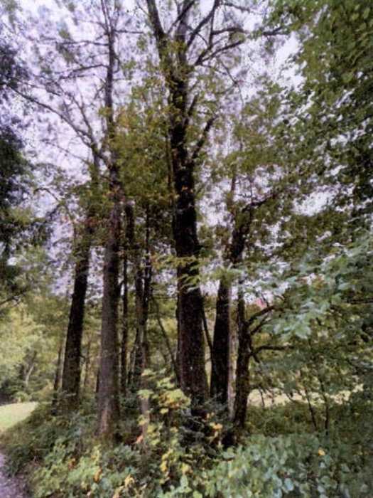 Waldflächen in Althütte - Bild 1