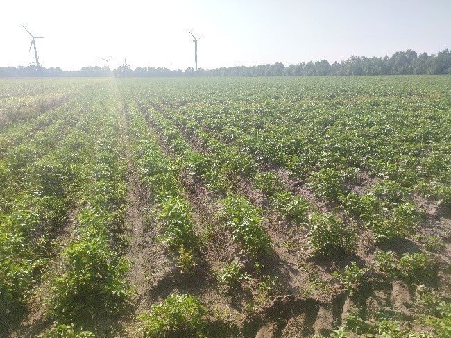 Landwirtschaftsfläche in Flachsmeer - Bild 1