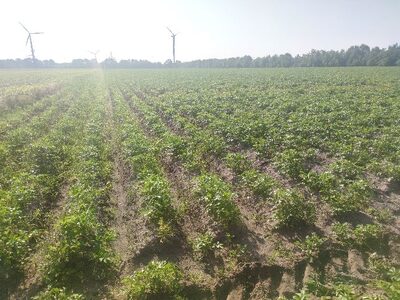 Landwirtschaftsfläche in Oberledingermoor, 26810 Westoverledingen-Flachsmeer: Russenstraße , 26810 Westoverledingen , Oberledingemoor - Bild 1