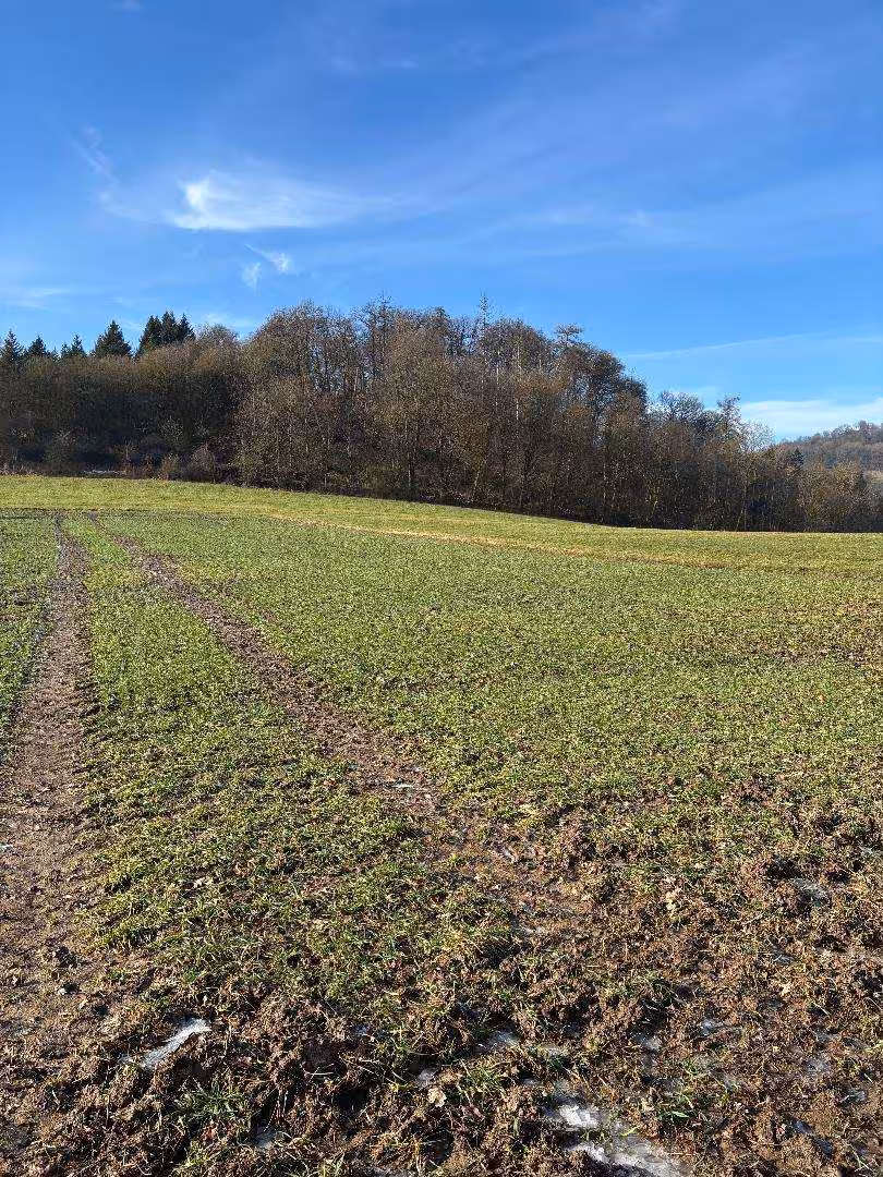 land- und forstwirtschaftlich genutztes Grundstück in Schauenburg - Bild 3