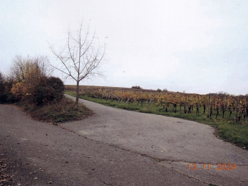 Wiese, Rebfläche in Malsch - Bild 2