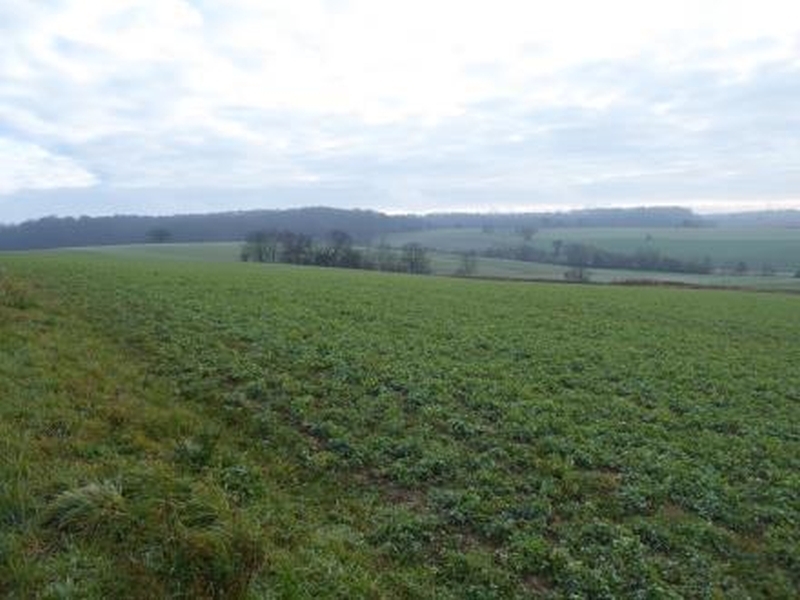 Ackerlandgrundstück in Wiesloch - Bild 1