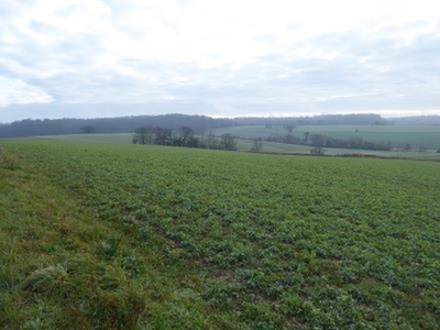 Ackerlandgrundstück in , 69168 Wiesloch - Schatthausen - Bild 1