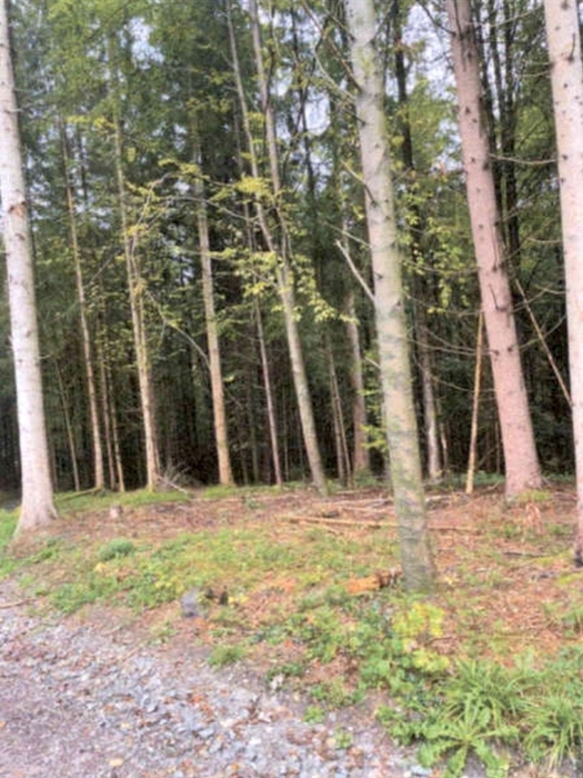 Waldflächen in Althütte - Bild 4