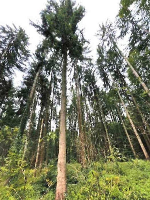 Waldflächen in Althütte - Bild 1