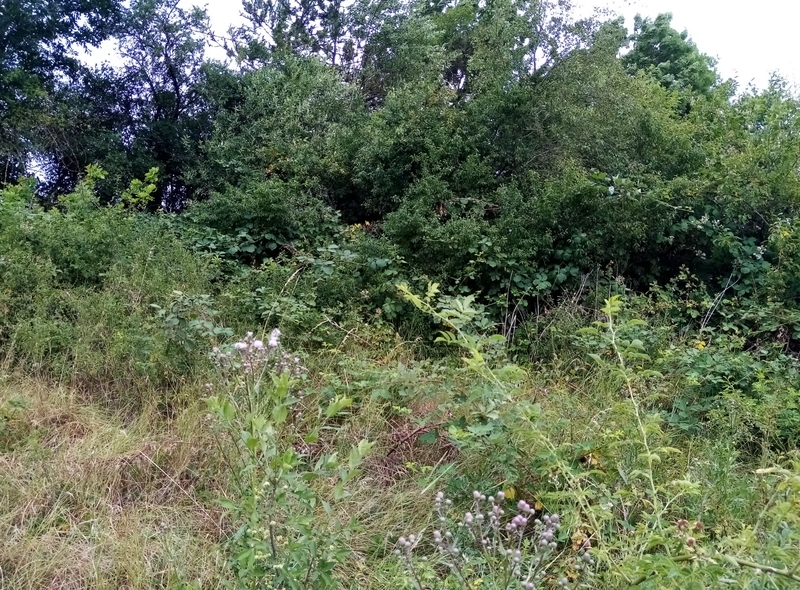 Baureifes Land in Fichtenberg - Bild 2