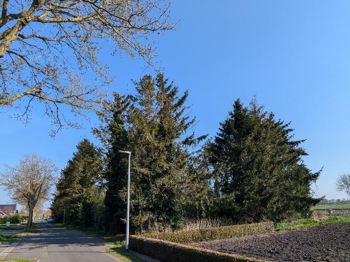 Sonstiges, unbebaute Gehölzfläche in Bunde - Bild 3