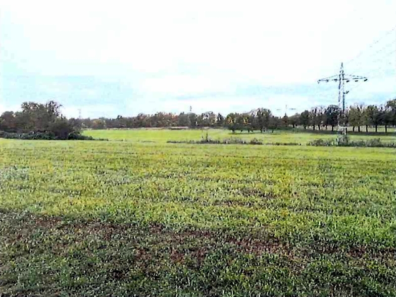 Grünfläche in Freiberg am Neckar - Bild 1