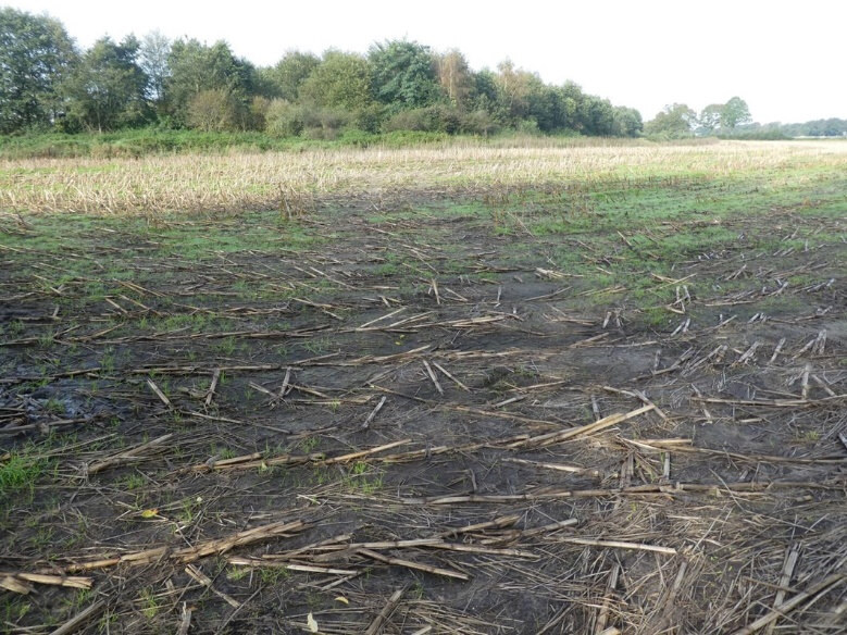 land- und forstwirtschaftlich genutztes Grundstück in Friesoythe - Bild 3
