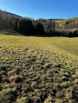 Waldfläche, Grünland in Anger - Bild 3
