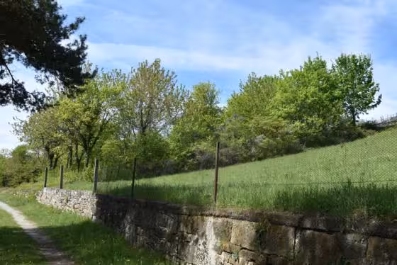 Waldfläche in Aschfeld - Bild 4