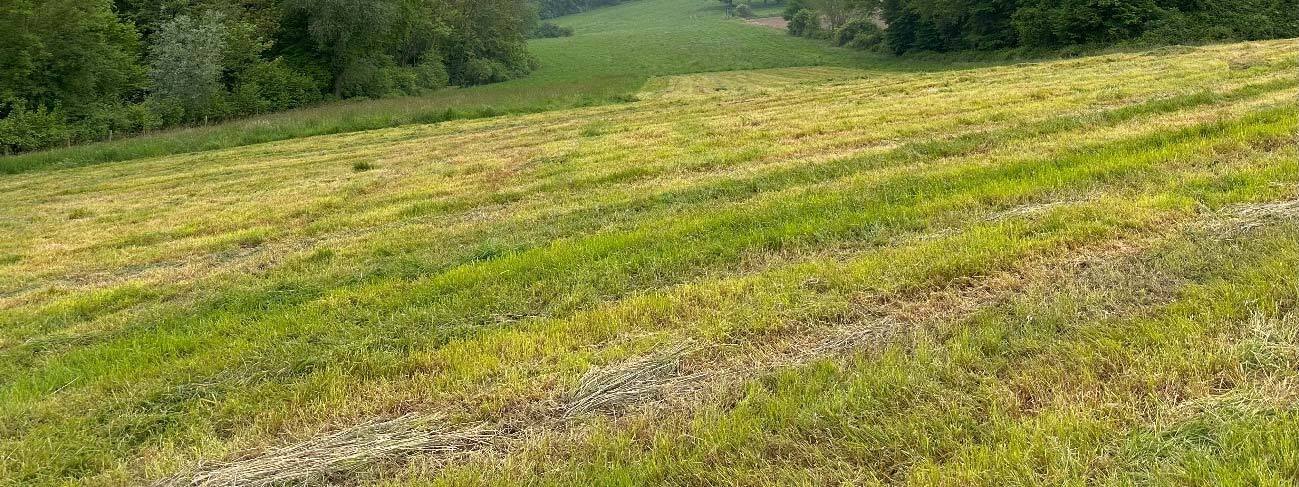 landwirtschaftlich genutztes Grundstück in Selm - Bild 3
