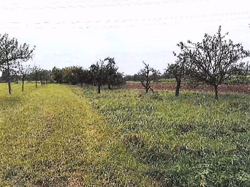 Grünfläche in Freiberg am Neckar - Bild 1